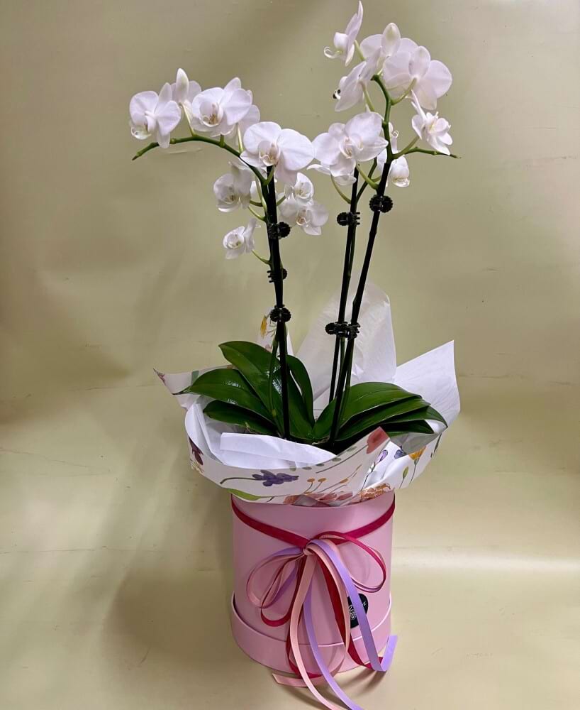 Orchid Plant