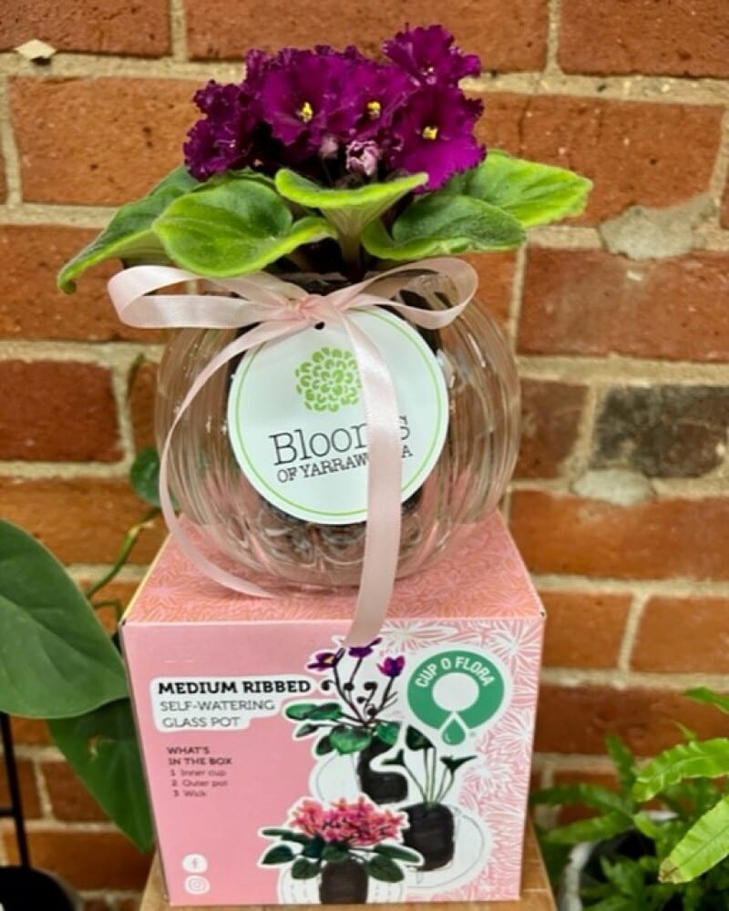 African Violet