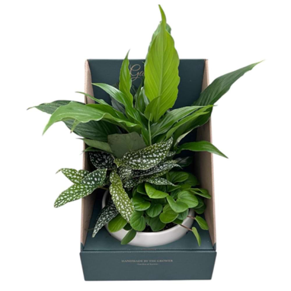 Garden of Karma Foliage Garden in Ceramic bowl