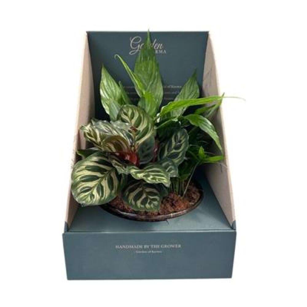 Foliage Garden Designer Bowl